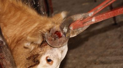 畜産従業員の見た、除角による牛の死亡| 畜産動物たちに希望を Hope