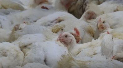 飼育密度が高すぎる日本の鶏肉 ブロイラー 畜産動物たちに希望を Hope For Animals 鶏 豚 牛などのアニマルウェルフェア ヴィーガンの情報サイト