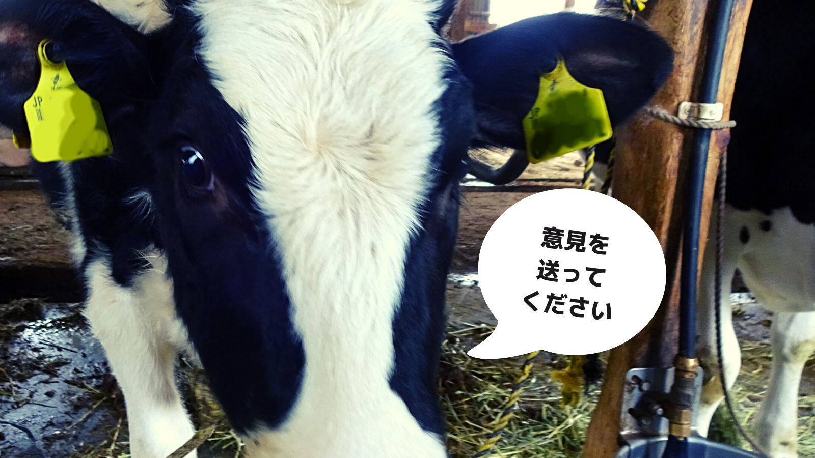 乳用牛の飼養管理に関する指針（案）に対する意見| 畜産動物たちに希望