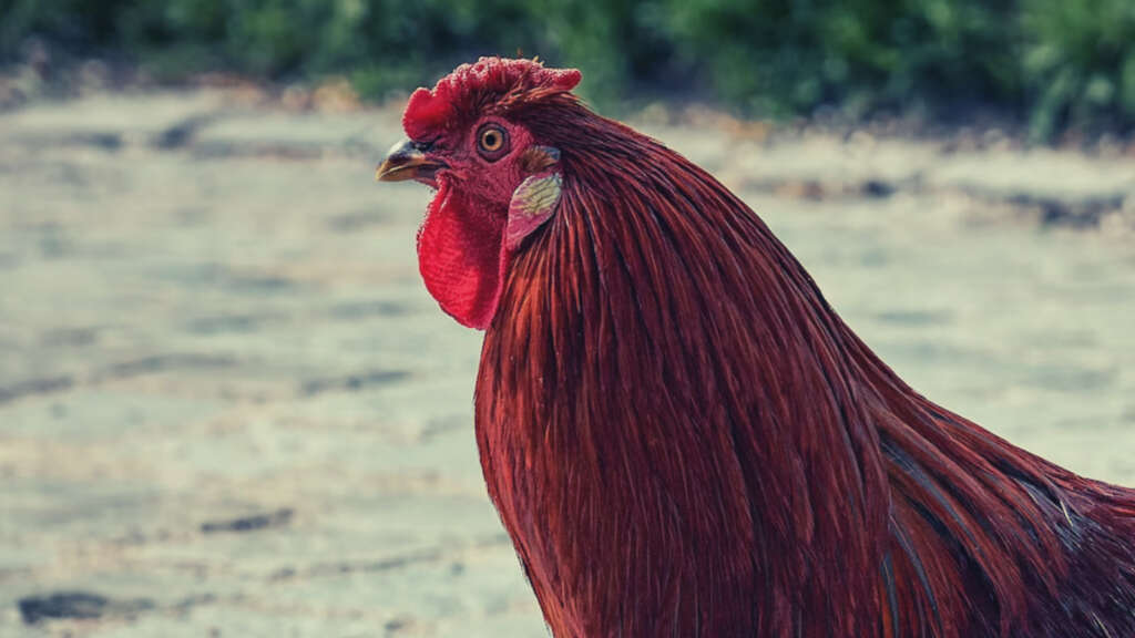 採卵鶏ー卵用に飼育される鶏たち 畜産動物たちに希望を Hope For Animals 鶏 豚 牛などのアニマルウェルフェア ヴィーガンの情報サイト